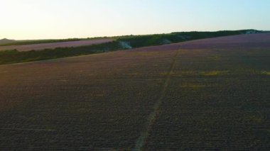 Yeşil vadinin arka planında kırsal alanların üst görünümü. Atış. Düzlükteki koyu kırsal alanlar ufukta yeşil vadiye ulaşır. Vadide yeşil üzerinde koyu düz kırsal alanların tonları kontrast