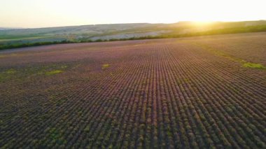 Mor arka plan gündoğumu kırsal alan. Atış. Güneşin ilk ışınları ile ufuk arka planda lavanta güzel mor alanları üst görünümü. Lavanta tarlaları ile sabah manzara