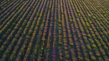 Mor lavanta satırları üst görünümü. Atış. Güneşin şafak ışınları sonsuz mor sıralar üst görünümü. Güzel kokulu lavanta güzel çiçekli çalılar