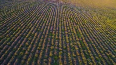 Tepelerin arka planda lavanta alan manzara üst görünümü. Atış. Şafaktan düşen gölgeler ile mor lavanta çalılar Güzel satırlar
