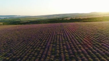 Arka planda gündoğumu lavanta alanının üst görünümü. Atış. Tepelerüzerinde Sabah güneşleri ışınları mor lavanta alanı aydınlatmak. Tepelerin arka planda güzel çiçekli lavanta çalılar