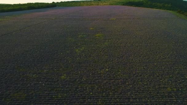 Vista superior dos campos rurais no fundo da ravina verde. Atingido. Campos rurais escuros na planície alcançam a ravina verde no horizonte. Contraste de sombras de campos rurais lisos escuros em verde em ravina — Vídeo de Stock