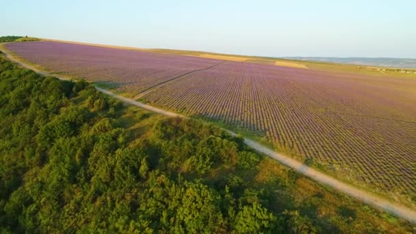 Contraste dos campos de lavanda com a floresta. Atingido. Vista superior da estrada rural que separa o campo de lavanda da floresta. Vista superior da bela paisagem de campos de lavanda roxa — Vídeo de Stock