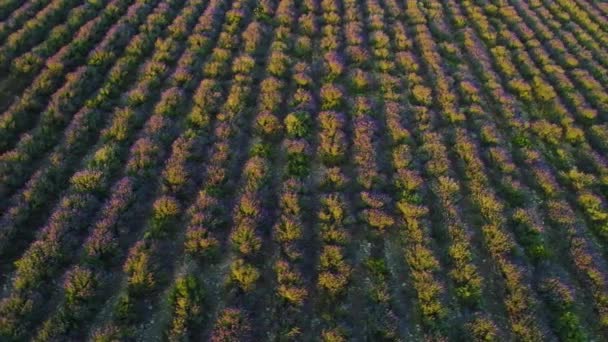 Widok z góry purpurowe rzędy lawendy. Strzał. Widok z góry niekończące się fioletowe rzędy lawendy w promieniach świtu słońca. Piękne krzewy kwitnące pachnących lawendy — Wideo stockowe