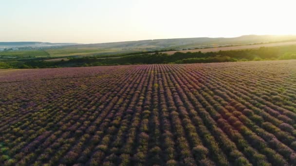 Top uitzicht op Lavendel veld op achtergrond zonsopgang. Shot. Ochtendzonnen stralen over heuvels verlichten paars Lavendel veld. Mooie bloeiende lavendelstruiken op de achtergrond van heuvels — Stockvideo