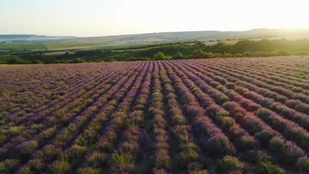 Top view of lavender fields in sun. Shot. Wonderful blooming lavender grows in rows on agricultural field. Rays of dawn sun fall on beautiful lavender bushes — Stock Video