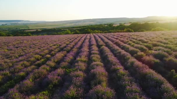 Top uitzicht op lavendelvelden in de zon. Shot. Prachtige bloeiende lavendel groeit in rijen op landbouwgebied. Stralen van dageraad zon vallen op prachtige lavendelstruiken — Stockvideo