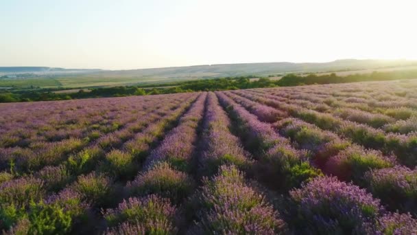Lavendelfält på bakgrund av kullar på horisonten. Skott. Topputsikt över vackra lavendel buskar planterade i raka rader. Lavendelfält upplyst av strålar av Dawn Sun på Horizon — Stockvideo