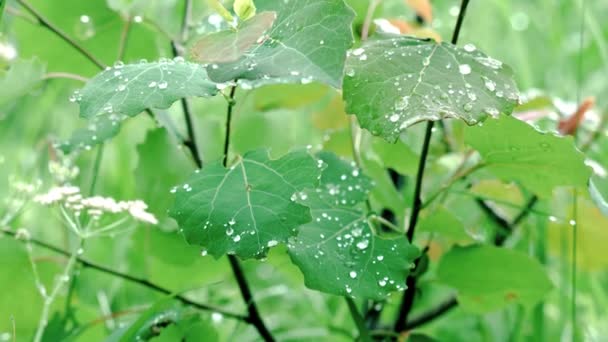 Närbild av gröna blad med daggdroppar. Stock film. Vackra buske löv täckt med droppar efter regn. Uppfriskande utsikt över löv med dagg — Stockvideo