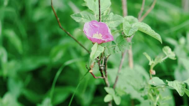 잔디 꽃잎 배경에 섬세한 분홍색 꽃의 클로즈업. 스톡 푸티지. 단단한 녹색 잔디의 배경에 작은 섬세한 핑크 꽃 — 비디오
