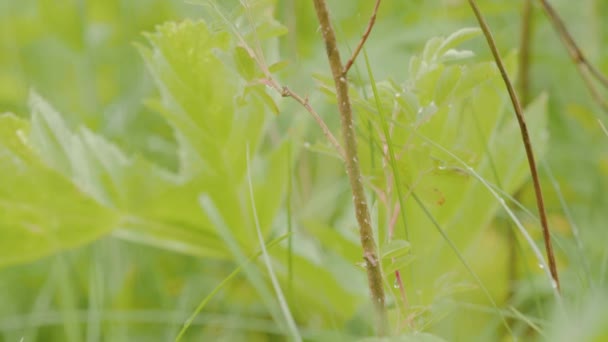 Close-up de flor rosa delicada em fundo pétalas de grama. Imagens de stock. Pequena flor rosa delicada no fundo da grama verde sólida — Vídeo de Stock
