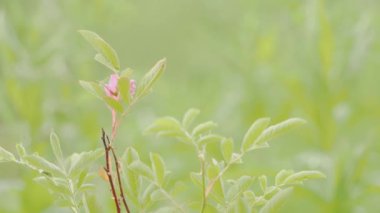 Çim yaprakları arka plan üzerinde narin pembe çiçek yakın çekim. Stok görüntüleri. Düz yeşil çim arka plan üzerinde küçük narin pembe çiçek