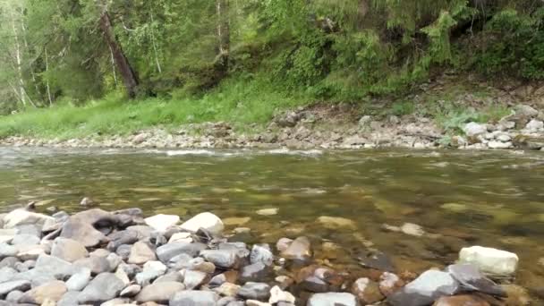 Hegyi folyó folyik a háttérben a zöld erdő. Stock Footage. A hegyi folyók Nyuga és megtelik erővel. Hideg hegyi folyó erdei pezsdíti a túrázást a forró nyáron — Stock videók