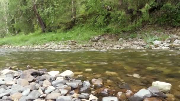 Na pozadí zeleného lesa teče horská řeka. Skladní záběry. Proudy horských říček a plave silou. Studená horská řeka při oživování lesů v horkém létě — Stock video