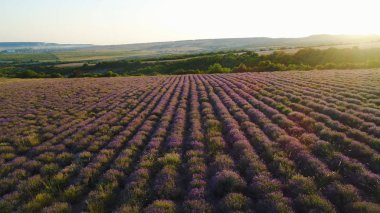 Güneşte lavanta tarlaları üst görünümü. Atış. Harika çiçek açan lavanta tarım alanında satır lar halinde yetişir. Şafak güneşi ışınları güzel lavanta çalılar üzerine düşmek