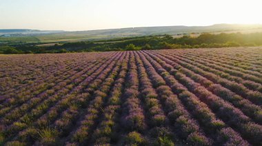 Güneşte lavanta tarlaları üst görünümü. Atış. Harika çiçek açan lavanta tarım alanında satır lar halinde yetişir. Şafak güneşi ışınları güzel lavanta çalılar üzerine düşmek