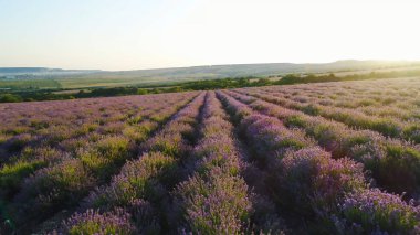 Ufuktaki tepelerin arka planında lavanta tarlası. Atış. Düz sıralar halinde dikilen güzel lavanta çalıları üst görünümü. Ufukta şafak güneşi ışınları ile aydınlatılan lavanta alanı