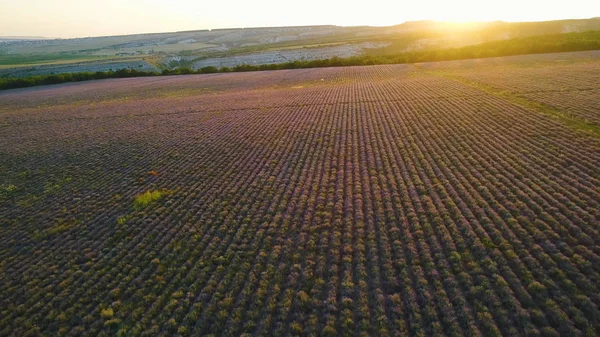 보라색 배경 일출에 농촌 필드입니다. 총. 태양의 첫 번째 광선과 수평선의 배경에 라벤더의 아름다운 보라색 필드의 상단보기. 라벤더 밭이 있는 아침 풍경 — 스톡 사진
