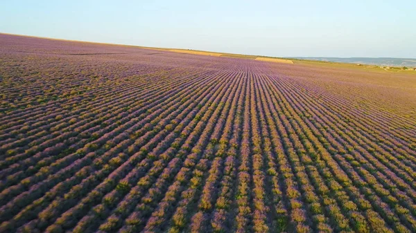 Landelijk veld op paarse achtergrond zonsopgang. Shot. Bovenaanzicht van prachtige paarse velden van lavendel op achtergrond van de horizon met de eerste zonnestralen. Ochtend landschap met lavendelvelden — Stockfoto