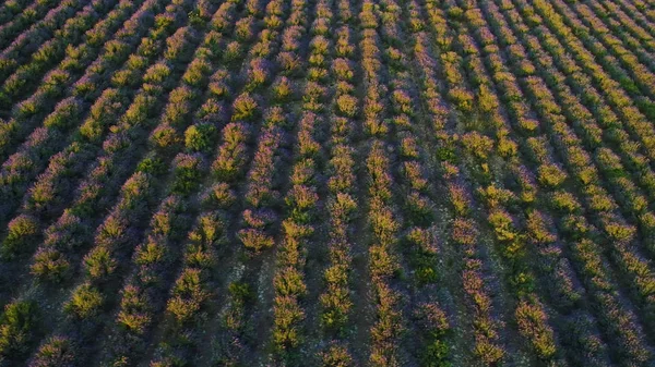 Landsbygdsområde på lila bakgrund soluppgång. Skott. Top utsikt över vackra lila fält av lavendel på bakgrund av horisonten med första strålar av sol. Morgon landskap med lavendelfält — Stockfoto