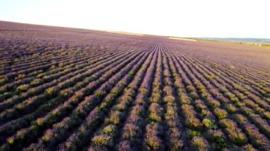 Lavanta tarlasının mor sıralarının üst görüntüsü. Vuruldu. Güzel lavanta tarlası manzarası. Kokulu ve kullanışlı lavanta çalılarının çiftçileri.