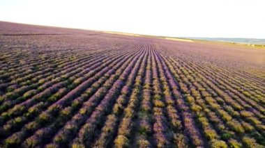 Lavanta tarlasının mor sıralarının üst görüntüsü. Vuruldu. Güzel lavanta tarlası manzarası. Kokulu ve kullanışlı lavanta çalılarının çiftçileri.