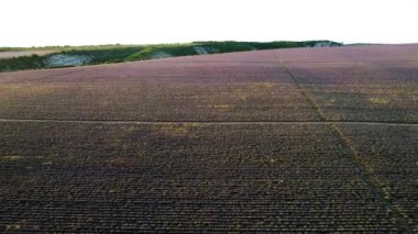 Büyük lavanta tarlasının manzarası. Vuruldu. Ufukta gökyüzü ile resim gibi mor lavanta alanının üst görünümü. Çiftlik malzemelerinin bıraktığı lavanta tarlasında şeritler
