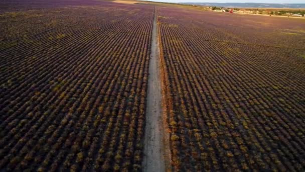 Landelijke weg op lavendelveld. Neergeschoten. De stoffige weg loopt door het lavendelveld voor boerderijtransport. Mooi groot veld met gladde rijen lavendelstruiken — Stockvideo