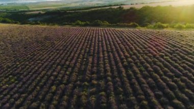 Lavanta tarlasıyla manzara manzarası. Vuruldu. Yumuşak güneş ışığı mor lavanta çalılarının üzerine düşer. Kozmetik, ilaç ve aromaterapi için lavanta tarlaları