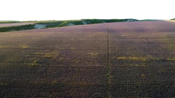 大規模なラベンダー畑の風景。撃たれた地平線を背景に空と絵のように紫色のラベンダー畑のトップビュー。ファーム機器が残したラベンダー畑のストリップ — ストック動画