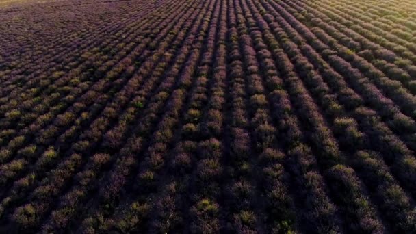 Blick von oben auf schöne Reihen Lavendelfeld. Schuss. violette Lavendelsträucher auf dem Feld der Bauern. schöne und heilende Lavendelpflanzen — Stockvideo