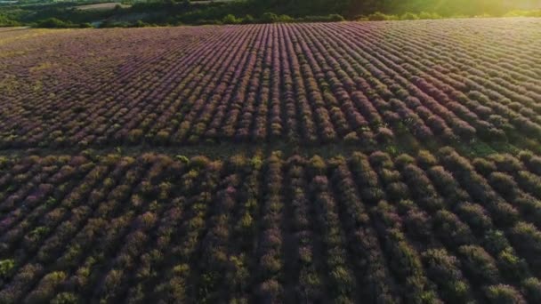 Bovenaanzicht van landschap met lavendelveld. Neergeschoten. Zacht zonlicht valt op het paarse veld van lavendelstruiken. Lavendelvelden voor kosmetologie, geneeskunde en aromatherapie — Stockvideo