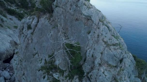 Alberi secchi su sporgenze di rocce. Gli hanno sparato. Rari alberi secchi e arbusti su sporgenze di massi rocciosi su sfondo di cielo blu. Le piante prendono vita anche su sporgenze di rocce — Video Stock