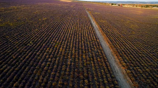 Landelijke weg op lavendelveld. Neergeschoten. De stoffige weg loopt door het lavendelveld voor boerderijtransport. Mooi groot veld met gladde rijen lavendelstruiken — Stockfoto