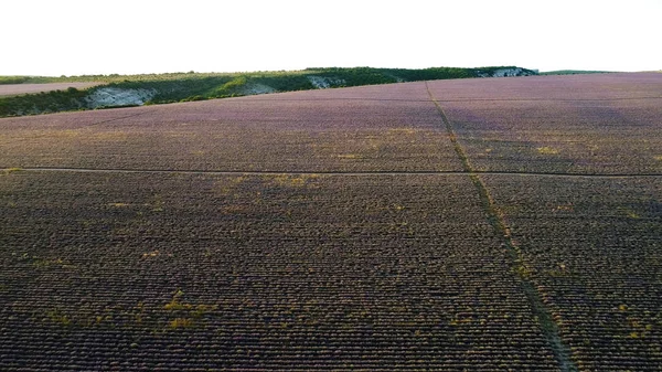 Landskap av stora lavendelfält. Skjuten. Ovanifrån av pittoreska lila lavendel fält på horisonten bakgrund med himlen. Ränder på lavendelfält vänster med jordbruksutrustning — Stockfoto