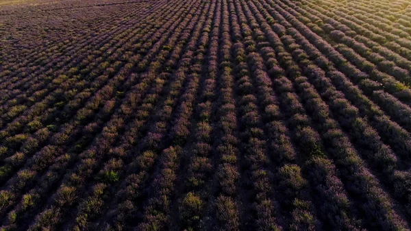 Top view of beautiful rows of lavender field. Shot. Purple lavender bushes in farmers field. Beautiful and healing lavender plants