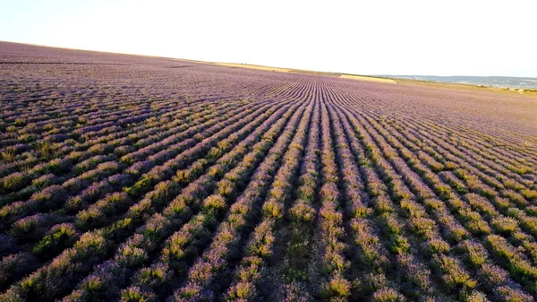 Bovenaanzicht van paarse rijen lavendelvelden. Neergeschoten. Prachtig landschap van lavendelveld. Landbouwers van geurige en nuttige lavendelstruiken — Stockfoto