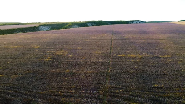 大規模なラベンダー畑の風景。撃たれた地平線を背景に空と絵のように紫色のラベンダー畑のトップビュー。ファーム機器が残したラベンダー畑のストリップ — ストック写真