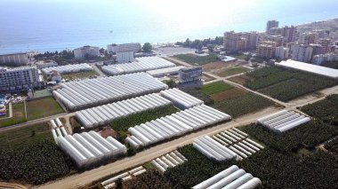 Çiftlik seraları şehrinin en iyi manzarası. Şarjör. İkamet alanlarının yakınındaki gıda bitkilerinin yetiştirilmesi üzerine tarım yapılan bir şehir. Yazın kıyıda şehir tarımı