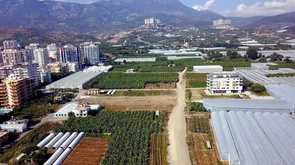 Top view of urban agriculture with greenhouses. Clip. Panorama of urban plantations with greenhouses for growing food plants. Urban plant agriculture on background of mountains