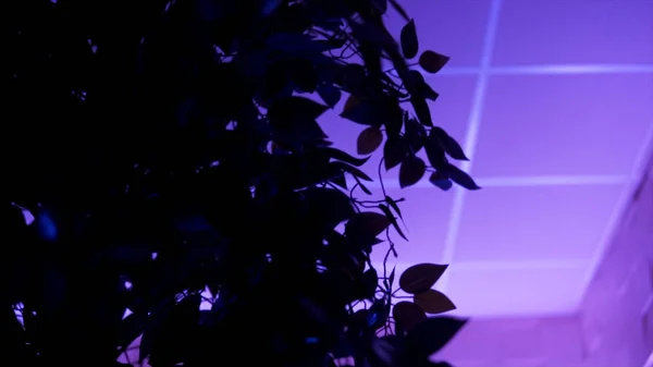 紫色のネオンライトの部屋の中に立っている植物の葉の近くに、下のビュー。映像だ茂みの花びらとライラックネオンランプによって照らされた白い天井. — ストック写真