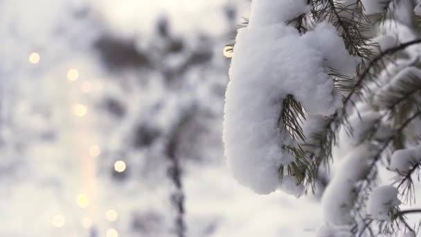 Gros plan pour branche d'arbre neigeux avec des feux d'artifice flous brillants sur le fond, concept de Noël. L'art. Paysage hivernal avec branche d'épinette couverte de neige et un scintillement . — Video