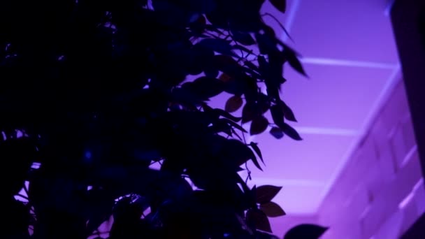 식물의 잎을 가까이 서 보면 보라색 네온 불빛 아래 방 안에 서 있습니다. 영상. 네온등을 켜 놓은 부시 꽃잎 과하얀 천장. — 비디오