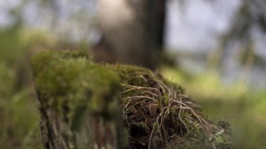Arka planda bulanık orman olan bir ağaç kütüğünün üzerindeki yeşil yosunları kapatın, yaz doğası kavramı. Stok görüntüleri. Yosun kaplı eski bir ağaç koçanı..
