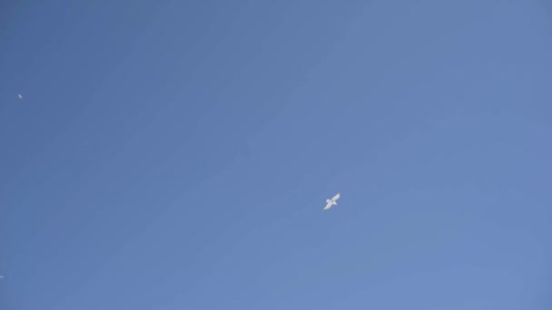 Lényeg a kilátás a repülő sirályok ellen a kék tiszta ég egy napsütéses napon, szabadság koncepció. Felvétel. Gyönyörű fehér madarak szárnyalnak az égen.. — Stock videók