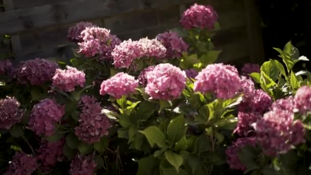 庭の春と夏の時間に咲くアジサイの息をのむピンクの茂み、自然の美しさ。行動だ太陽の下で緑の花弁を持つ美しい柔らかい花. — ストック動画