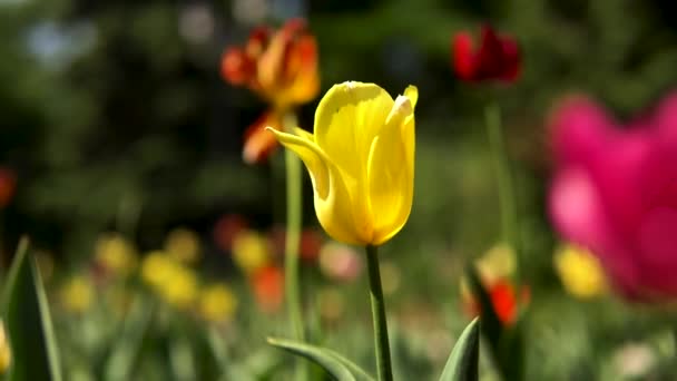 Primer plano de tulipán amarillo en un prado en el parque de la ciudad. Imágenes de archivo. Coloridas flores de primavera sobre fondo borroso, embellecimiento del territorio urbano . — Vídeos de Stock