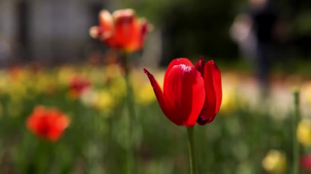 Cierre para los brotes de tulipán rojo tierno en un día soleado de verano. Imágenes de archivo. Hermosas flores de tulipán en un callejón de la ciudad, embellecimiento del territorio urbano . — Vídeos de Stock