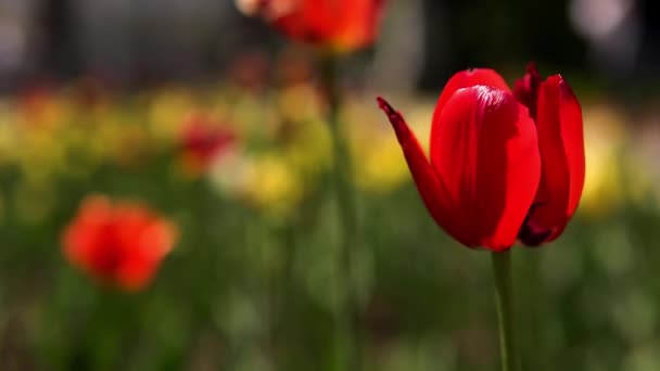 Cierre para los brotes de tulipán rojo tierno en un día soleado de verano. Imágenes de archivo. Hermosas flores de tulipán en un callejón de la ciudad, embellecimiento del territorio urbano . — Vídeos de Stock