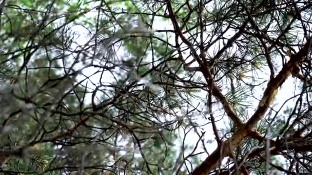 在明亮的天空背景上俯瞰松树枝条的底景. 库存录像。 在森林的风中摇曳着的绿针叶树的枝条. — 图库视频影像
